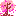 さくら