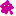 マゼンタアメーバ