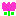 チューリップ　あははは