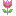 チューリップ