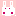 白うさぎ
