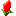 蕾