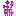 ベルガモット