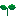 芽