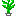 chamedorea