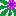 もみじあさがお