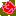 バラ