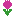 チューリップ（ピンク）