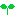 芽