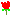 情熱の花