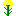 菜の花