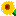 ひまわり