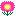 ポンポンアスター