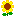 ひまわり