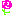 カーネーション