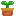 植物