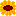 ヒマワリ