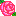 薔薇１