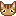 トラ猫