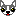 チワワ