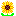 ヒマワリ