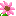 コスモス