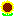 ひまわり