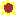 ひまわり
