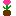 鉢花
