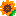 ひまわり