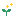 芽