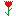 カーネーション