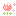 チューリップ