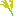 すすき