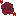 薔薇