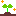 発芽