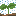 芽　雨