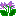 ギボウシ