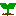 芽