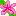 ハイビスカス