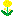 菜の花