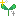 葉っぱ